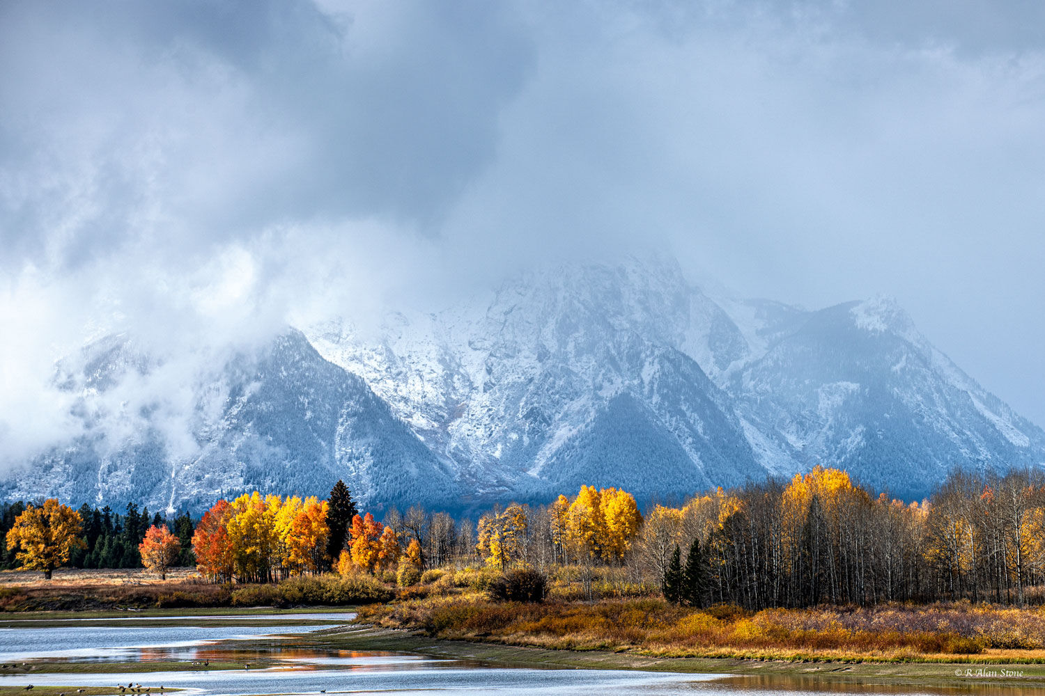 The vivid colors of autumn are on full display at Oxbow Bend, Wyoming. Bright yellow and orange colored cottonwood trees stand...