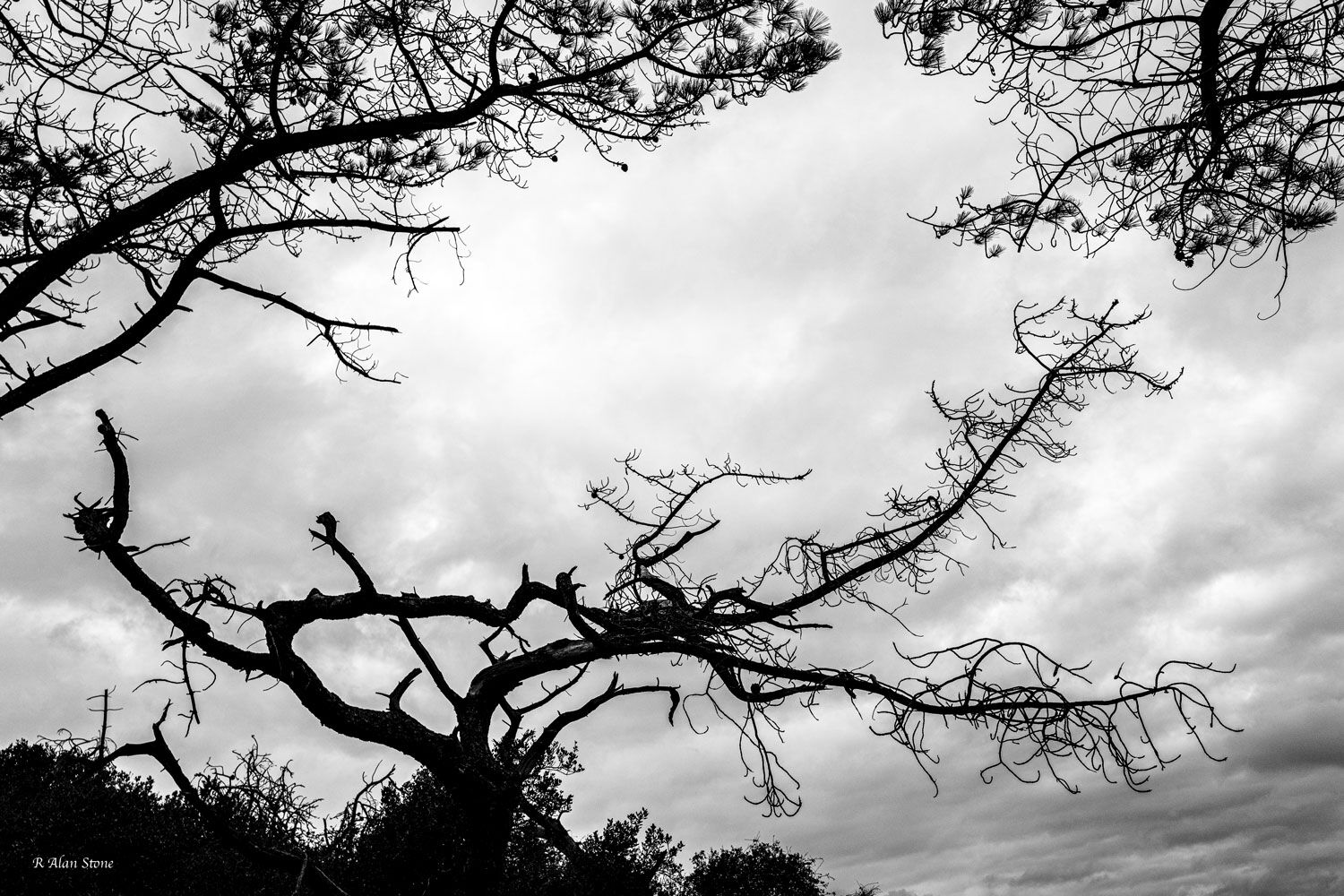 I have walked by this tree many times hoping to capture an image that would mean something. The dead branches reaching out into...